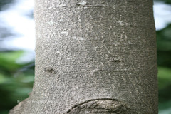 Lonchocarpus sericeus